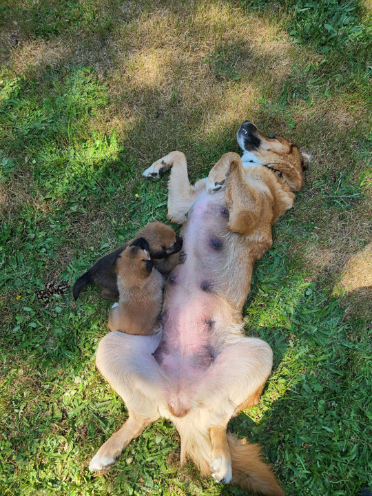 chinook dog